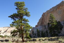 Many of these trees have delicious scents [mon sep 1 09:06:43 mdt 2025]